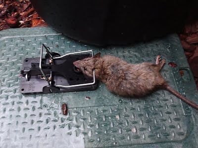 rodent trapping
